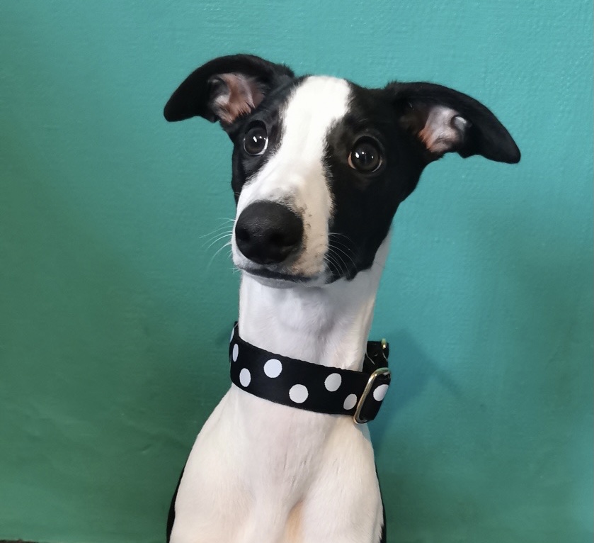 Boomerjacks Quality Leads and Collars